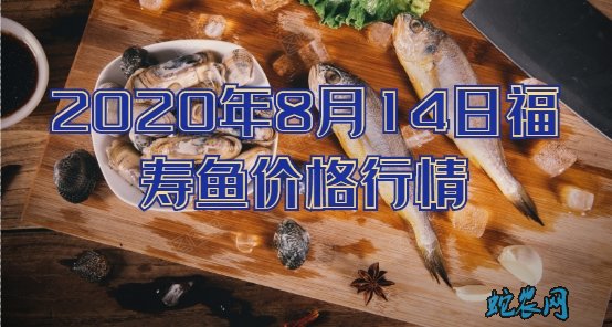 2020年8月14日福寿鱼价格行情、今日福寿罗非鱼多少钱一斤?