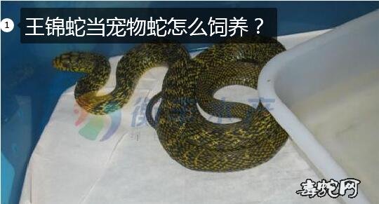 宠物王锦蛇图片