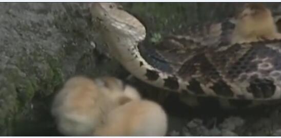 五步蛇的养殖技术视频截图