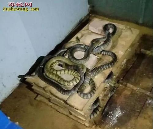 养水律蛇的蛇房要求图片