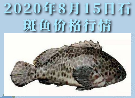 2020年8月15日石斑鱼价格行情、今日石斑鱼多少钱一斤?