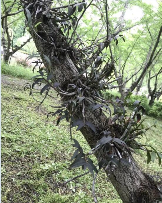 铁皮石斛怎么种在树上图片
