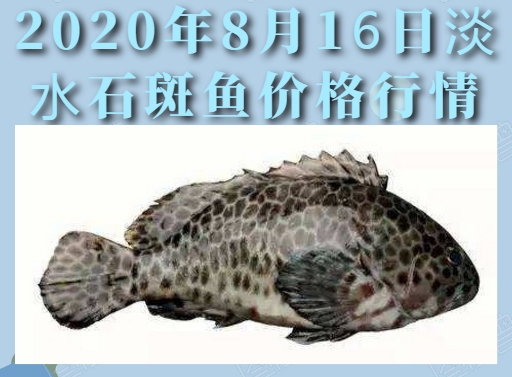 2020年8月16日淡水石斑鱼价格行情、今日淡水石斑鱼多少钱一斤?