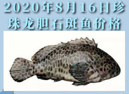 2020年8月16日珍珠龙胆石斑鱼价格行情、今日珍珠龙胆石斑鱼多少钱一斤?