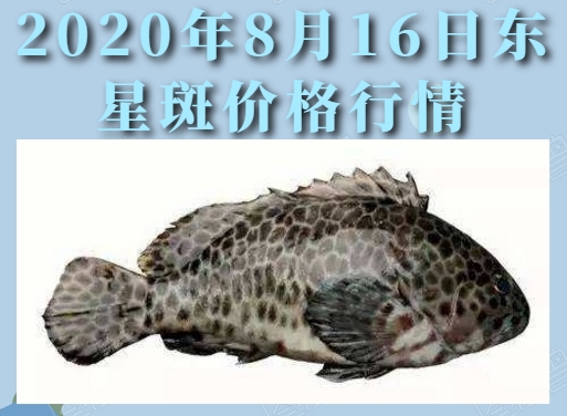 2020年8月16日东星斑价格行情、今日东星斑石斑鱼多少钱一斤?