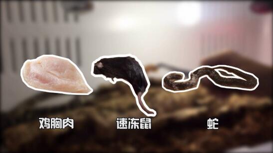 眼镜王蛇饲养教程图片