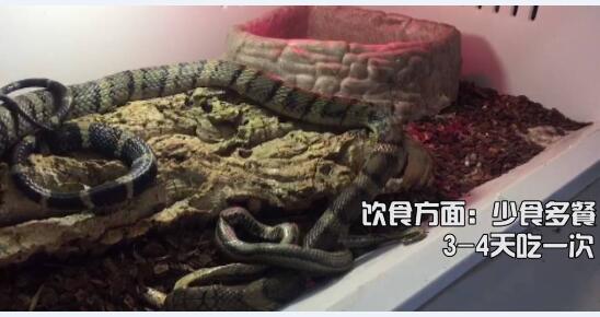 眼镜王蛇饲养教程图片