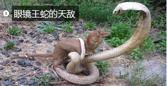 眼镜王蛇的天敌?哪些动物有资格作为眼镜王蛇的天敌?