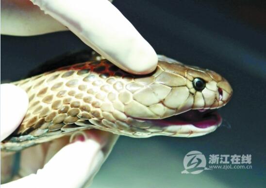 给眼镜蛇做去毒腺手术谈、40分钟手术眼镜蛇头上拔毒!