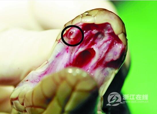 给眼镜蛇做去毒腺手术谈、40分钟手术眼镜蛇头上拔毒！