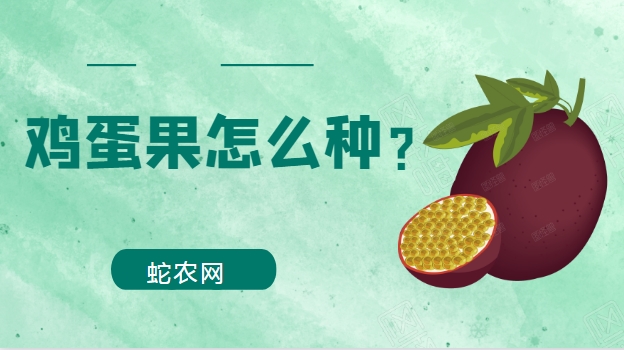 鸡蛋果怎么种？鸡蛋果栽培技术！