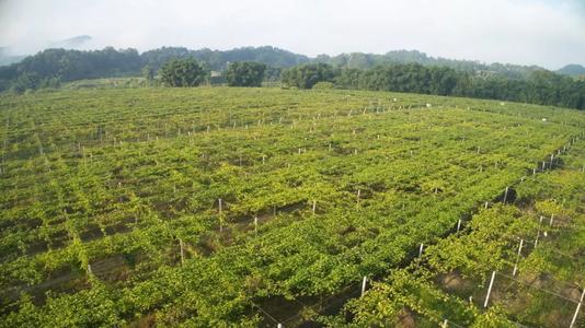 鸡蛋果怎么种?鸡蛋果栽培技术!