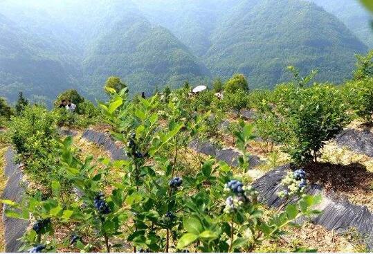 蓝莓怎么种植图片