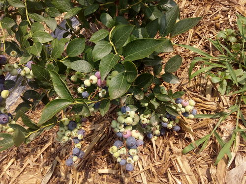 蓝莓怎么种植图片
