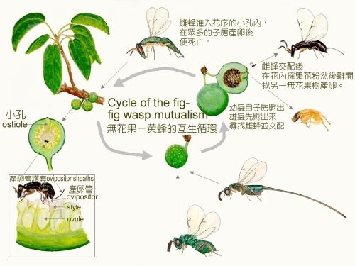 无花果的种植与管理?无花果丰产栽培配套技术!