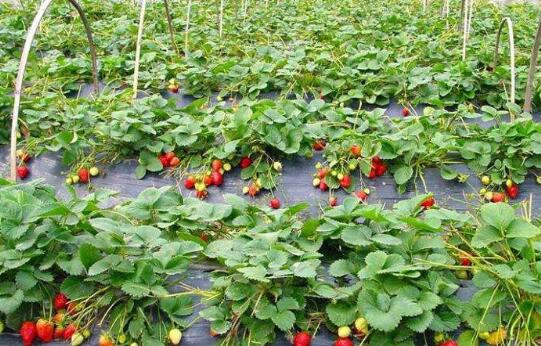 如何种植草莓图片
