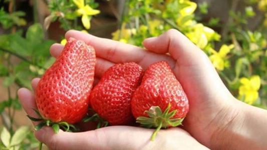 如何种植草莓图片
