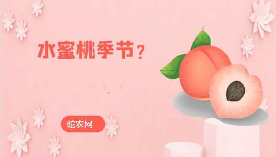 水蜜桃季节图片