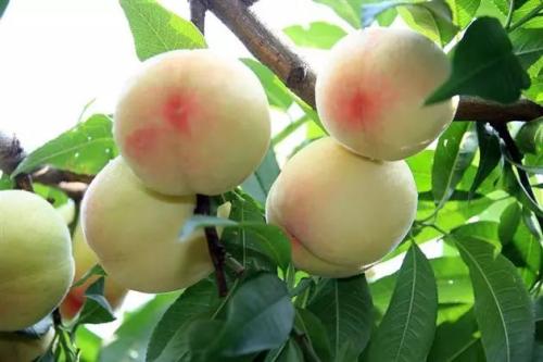 水蜜桃季节图片