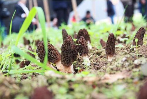 如何种植羊肚菌图片