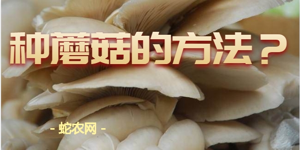 种蘑菇的方法图片