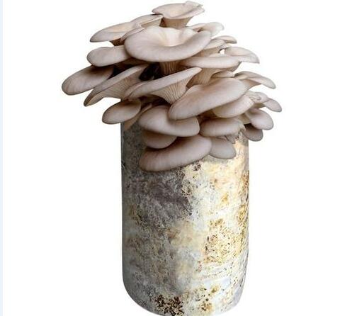 种蘑菇的方法图片