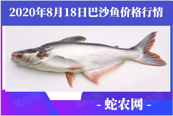 2020年8月18日巴沙鱼价格行情、今日巴沙鱼多少钱一斤?