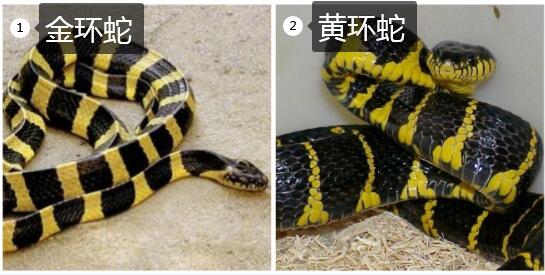 黄链蛇与金环蛇的区别