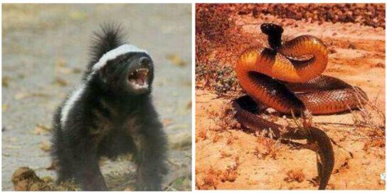 太攀蛇vs蜜獾究竟谁厉害图片
