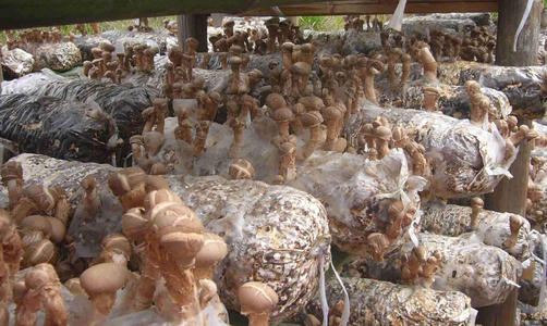 新型的香菇种植技术图片