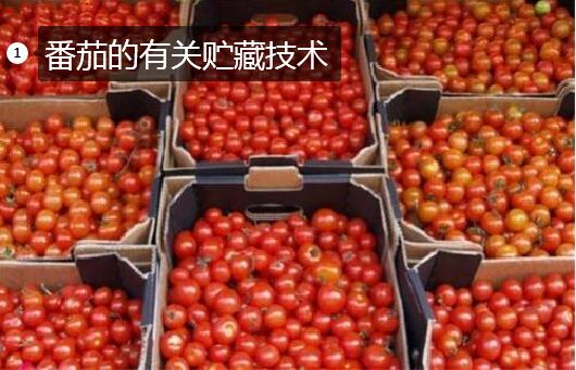 番茄的有关贮藏技术