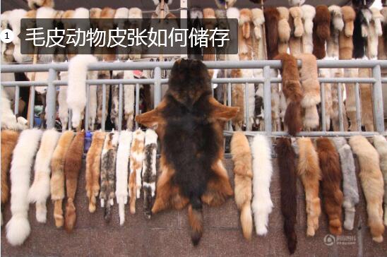 毛皮动物皮张如何储存不变质图片