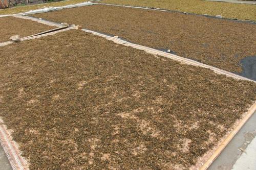 霉干菜的腌制技术图片