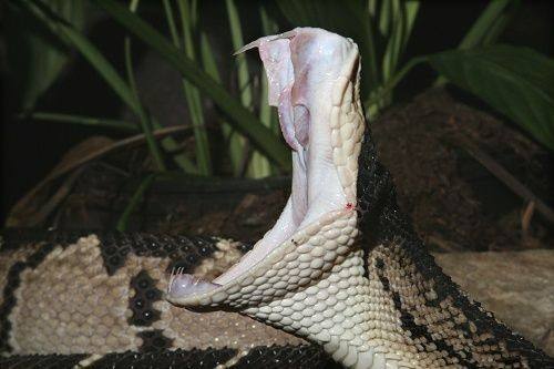 巴西蝮蛇是什么时候在巴西发现的