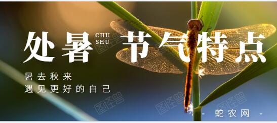 处暑节气的特点？处暑后面的节气是什么？