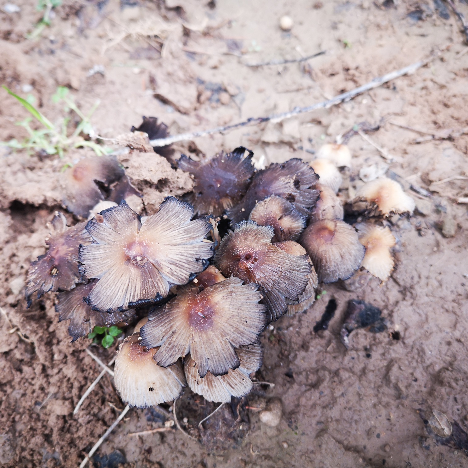 甘肃庆阳区野生蘑菇种类图