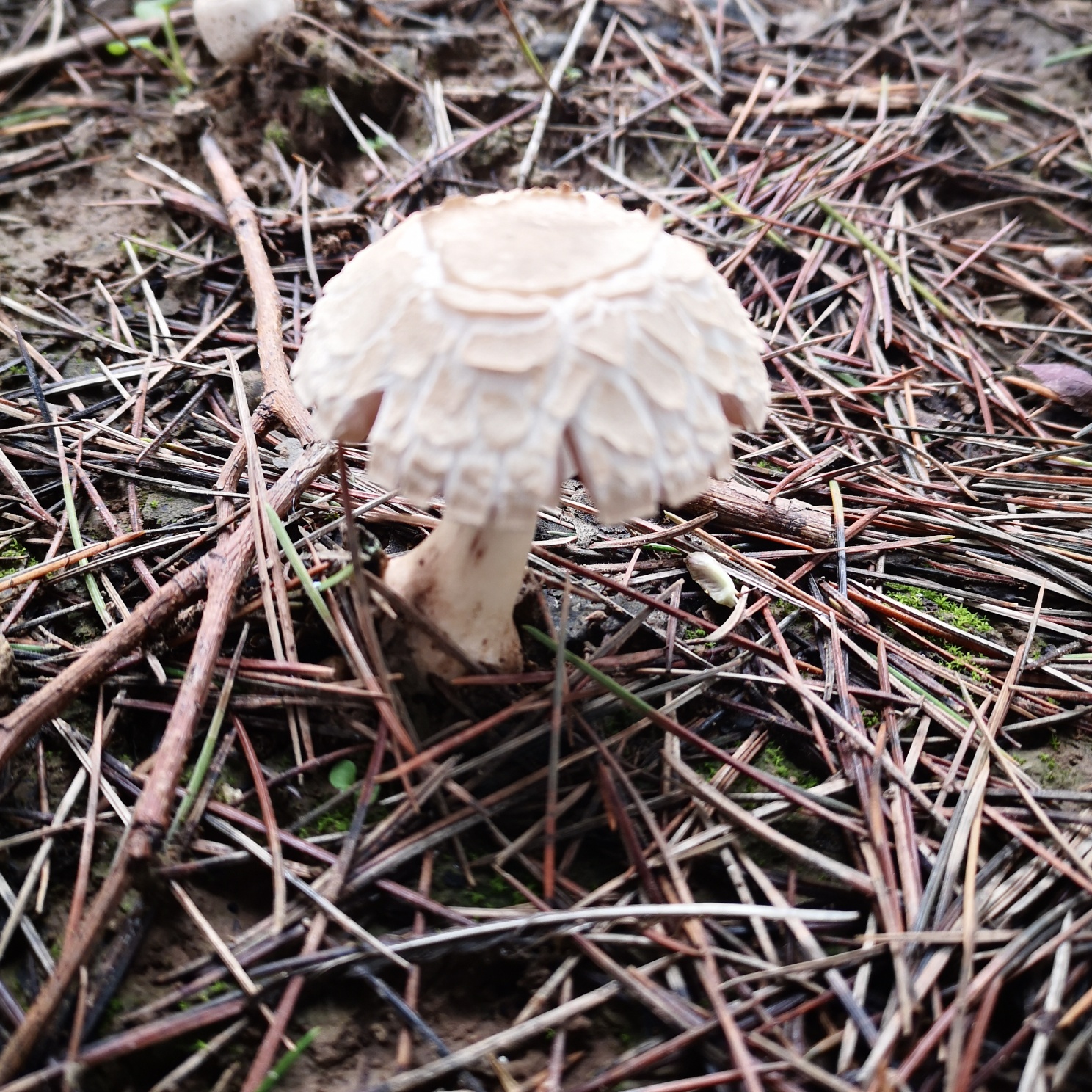 甘肃庆阳区野生蘑菇种类图