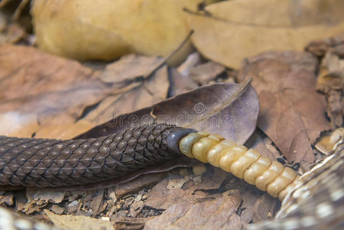 响尾蛇的尾巴有啥作用图片