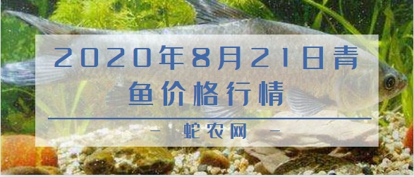 2020年8月21日青鱼价格行情、今日淡水青鱼多少钱一斤?
