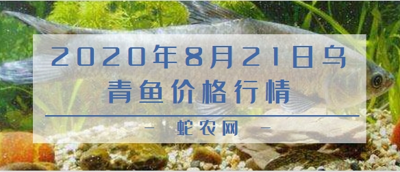 2020年8月21日乌青鱼价格行情、今日乌青鱼多少钱一斤?