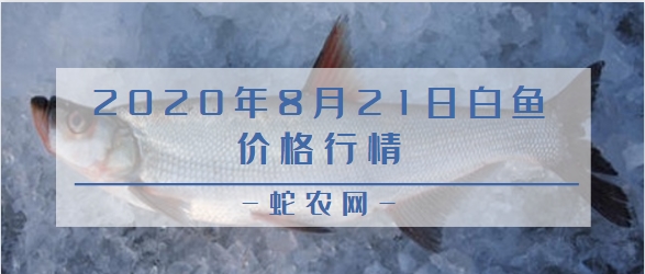 2020年8月21日白鱼价格行情、今日翘嘴鲌鱼多少钱一斤？