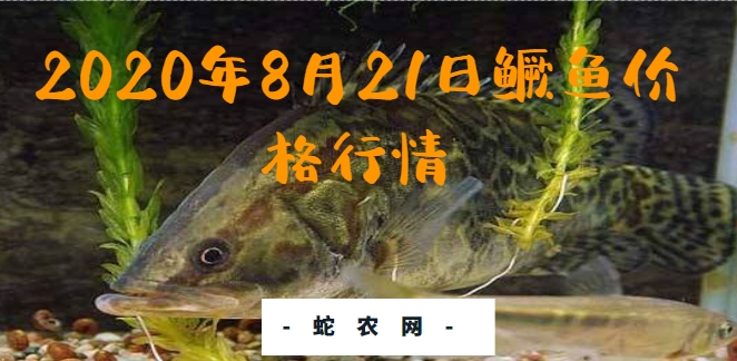 2020年8月21日鳜鱼价格行情、今日翘嘴鳜鱼多少钱一斤？