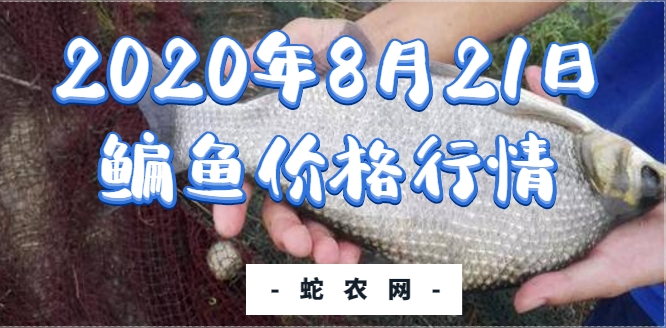 2020年8月21日鳊鱼价格行情、今日鳊鱼多少钱一斤?