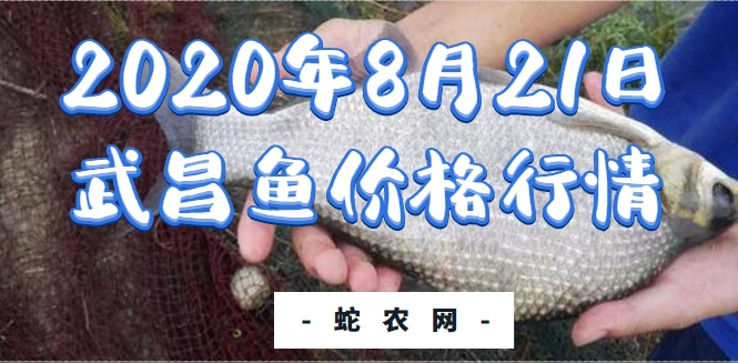 2020年8月21日武昌鱼价格行情、今日武昌鱼多少钱一斤?