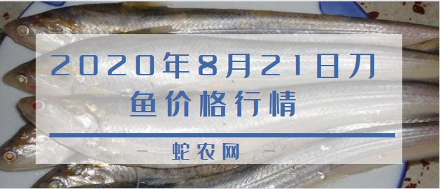 2020年8月21日刀鱼价格行情、今日刀鱼多少钱一斤?