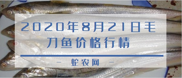 2020年8月21日毛刀鱼价格行情、今日毛刀鱼多少钱一斤?