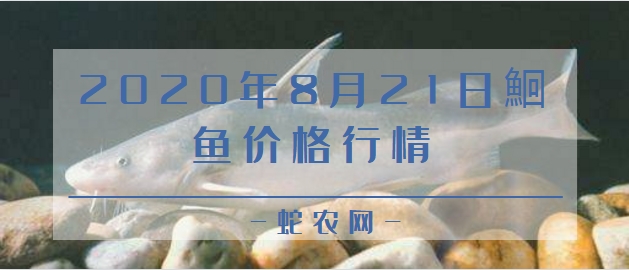 2020年8月21日鮰鱼价格行情、今日长吻鮠多少钱一斤?