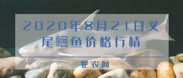 2020年8月21日叉尾鮰鱼价格行情、今日斑点叉尾鮰鱼多少钱一斤?