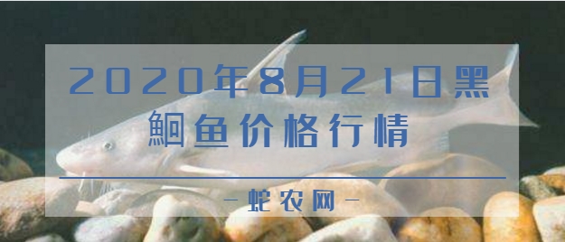 2020年8月21日黑鮰鱼价格行情、今日黑鮰鱼多少钱一斤?