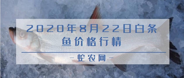 2020年8月22日白条鱼价格行情、今日白条鱼多少钱一斤?